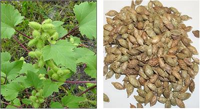 Synthesis and Structural Characterization of Biofuel From Cocklebur sp., Using Zinc Oxide Nano-Particle: A Novel Energy Crop for Bioenergy Industry